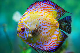 Animals: 6. Fish