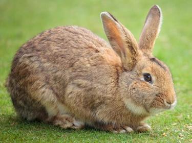 Animals: 7. Rabbit
