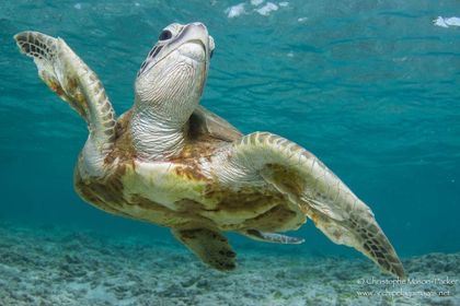 Animals: 8. Turtle