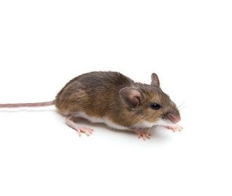 Animals: 9. Mouse