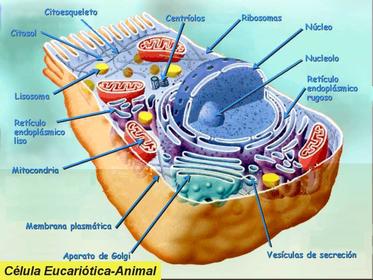 Biomoleculas son las principales moleculas que forman los organismos, se dividen en inorganicas: H2O, O2, C02 y orgánicas: carbohidratos,...