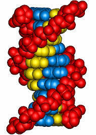 estos tres componentes se organizan de modo que forman un trió molecular denominado nucleótido.