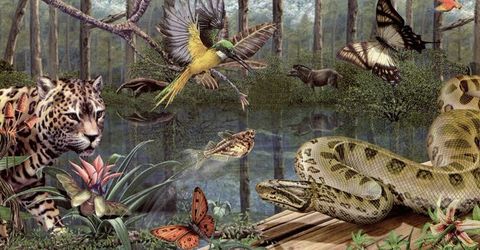 ¿Como se llaman los seres vivos en un ecosistema?