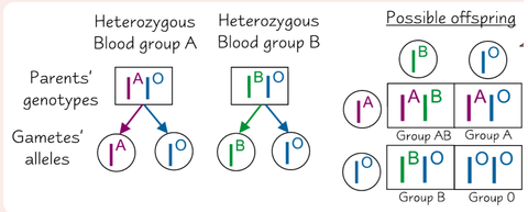 What blood group will the offspring be of a parent who is heterozygous for blood group A and a parent heterozygous for blood group B