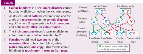 Explain why the phenotypic ratio is 3:1 when a heterozygous normal vision female have children with a normal vision male