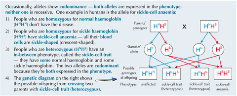 Explain why the phenotypic ratio is 2:1:1 for the offspring of parents who have sickle-cell trait