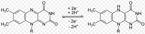 FAD li. oxidierte Form, re. reduzierte Form