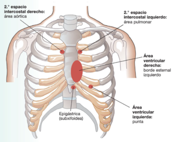 Foco auscultorio cardiaco en el que se encuentra en el segundo espacio intercostal derecho Y linea para esternal derecha: