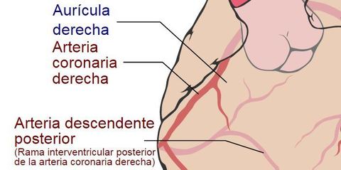 Cual es la arteria que nutre la arteria descendente posterior: