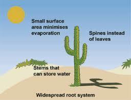 Give 3 Adaptations that plants to survive?