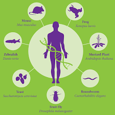 What is the meaning of an organism?
