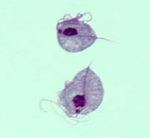 Parasitology Lab Practical 1