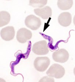 Trypanosoma brucei