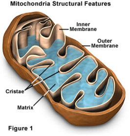 5.2.2 Respiration