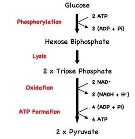 Draw a diagram to explain glycolysis.