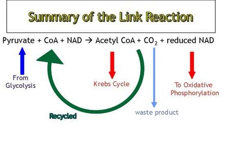 Draw a summary diagram of the link reaction