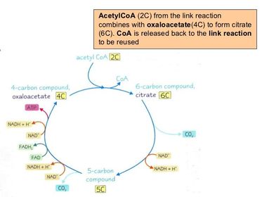 Draw a diagram of the Krebs cycle