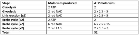 Draw a table of the stages of aerobic respiration, what the products are in each stage and how many ATP molecules this makes.