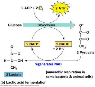 Draw a diagram to explain the lactate fermentation pathway.