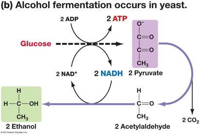 Draw a diagram to explain the ethanol fermentation pathway.
