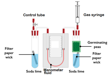 Draw a diagram of a respirometer.