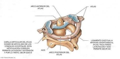Trocoide: Las superficies articulares son segmentos de cilindro, uno convexo y otro cóncavo, es una articulación Uniaxial con plano Sagit...