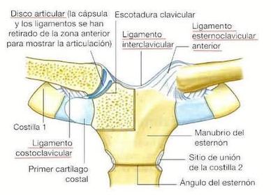 Encaje Recíproco: La superficie articular cóncava y convexa de un hueso se adapta a la superficie convexa y cóncava del otro, es una arti...