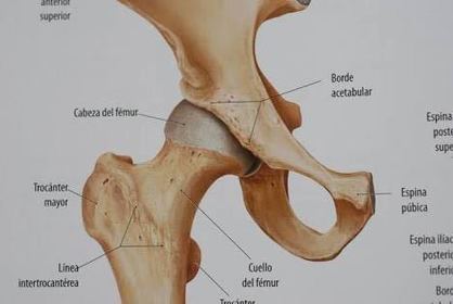Enartrosis: En éstas las superficies articulares, cabeza y cavidad, son de forma esferoidal, es una articulación triaxial con planos Sagi...
