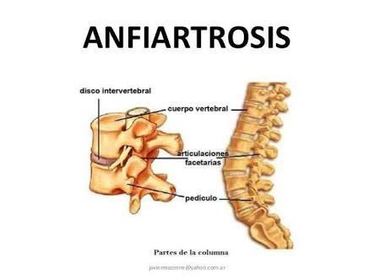 ANFIARTROSIS: También llamadas sínfisis, son articulaciones poco móviles, y se dividen en: Anfiartrosis Verdaderas y Diartroanfiartrosis.