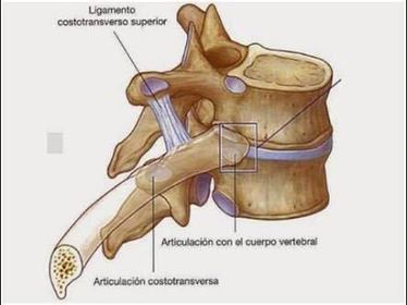 Anfiartrosis Verdaderas: Tienen superficies articulares planas o ligeramente cóncavas, unidas por ligamentos periféricos, se caracterizan...