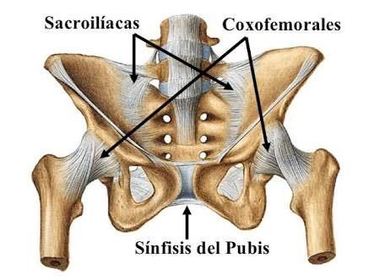 Diartroanfiartrosis o sínfisis: Presentan los mismos elementos que las anteriores y difieren solamente en que el fibrocartílago interarti...