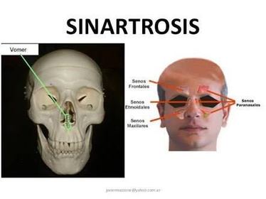 SINARTROSIS: Son articulaciones inmóviles, cuyas superficies articulares están unidas entre sí por tejido fibroso interarticular o por te...