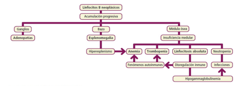 SÍNDROMES LINFOPROLIFERATIVOS CRÓNICOS. LINFOMAS NO HODGKIN Etiopatogenia de la leucemia linfática crónica (esquema)