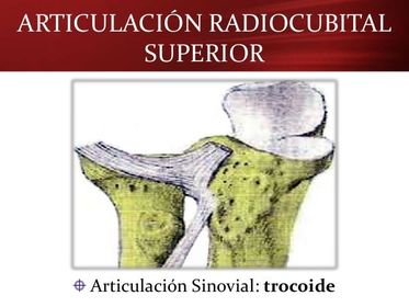 Radio-cubital superior Es del tipo trocoide. Movimientos: Pronación y supinación del antebrazo (Ulna y radio se cruzan formando una X) Es...