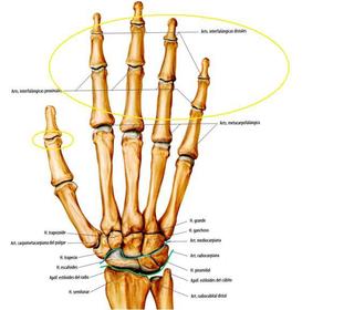 Interfalangicas-proximales -Troclear Convexa: la cabeza de la falange proximal. Cóncava: la base de la falange distal que le corresponde,...