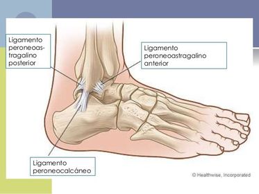 Tibioastragalina -Troclear La articulación solo posee movimientos de flexoextensión (flexión plantar y flexión dorsal).