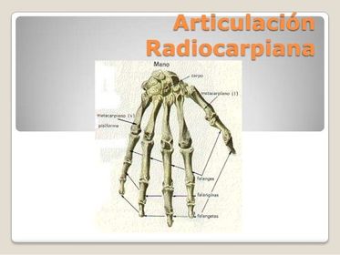 Radiocarpiana Es una articulación tipo condílea cuyas superficies articulares las constituyen la cara inferior de la epífisis distal del ...