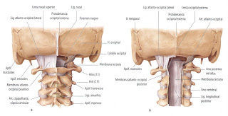 Oxipito-Atloidea La articulación atlanto-occipital pertenece a la clase de las diartrosis. Superficie articular, por parte del occipital,...