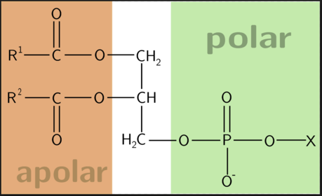 Phosphatidylcholin