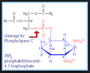 Reaktion Phosphatidylinositol (PI) zu Phosphatidylinositol-4,5-biphosphat (PIP2)