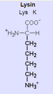 basische Aminosäure