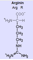 basische Aminosäure