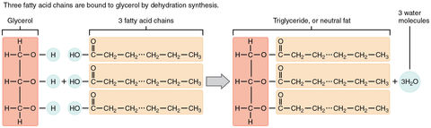 1.2 Lipids