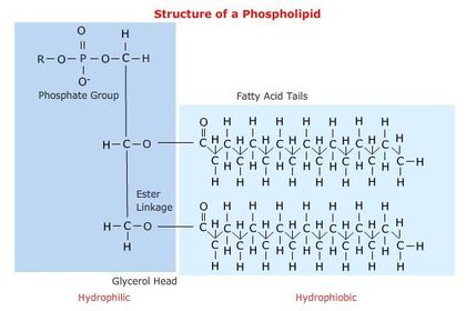 What does the structure of a phospholipid look like?