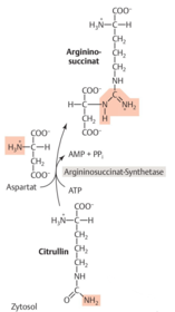 Reaktion: Citrullin mit Aspartat zu Argininosuccinat