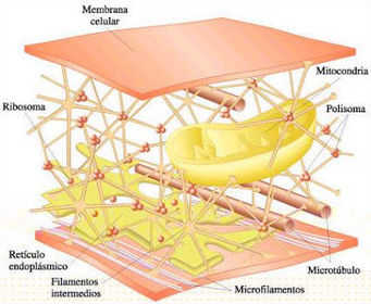 CITOESQUELETO El citoesqueleto una compleja estructura intracelular constituida por tubos y filamentos , ambos constituidas por proteinas