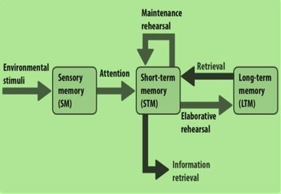 AQA GCSE Psychology Memory unit (Essential studies & definitions)