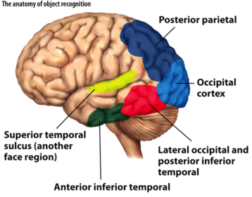 The anatomy of object recognition