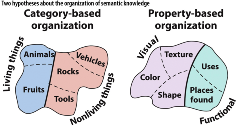 Two hypotheses about the organization of semantic knowledge (Category-based and property-based)