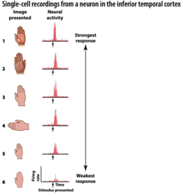 Representational differences between the visual pathways